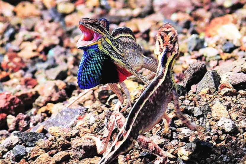 राष्ट्रीय छायाचित्र स्पर्धेत प्रा.आनंद बोरा यांना प्रथम पारितोषिक