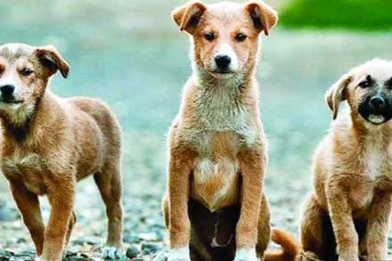 घरी दोनपेक्षा अधिक पाळीव श्वान पाळाल तर.. खबरदार!