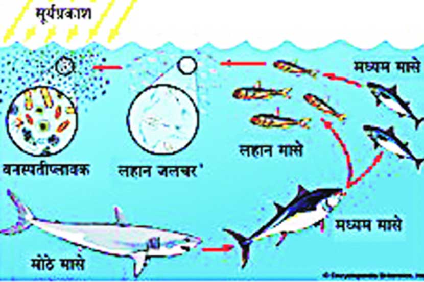 सावधान, वनस्पतीप्लावक घटताहेत..