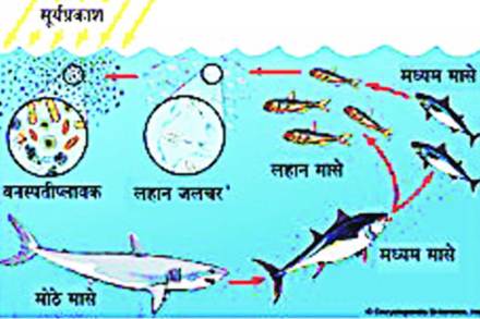 सावधान, वनस्पतीप्लावक घटताहेत..