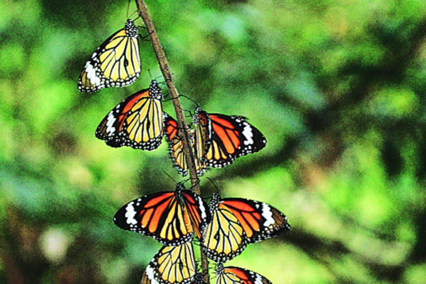 कुतूहल : फुलपाखरांचे स्थलांतर 