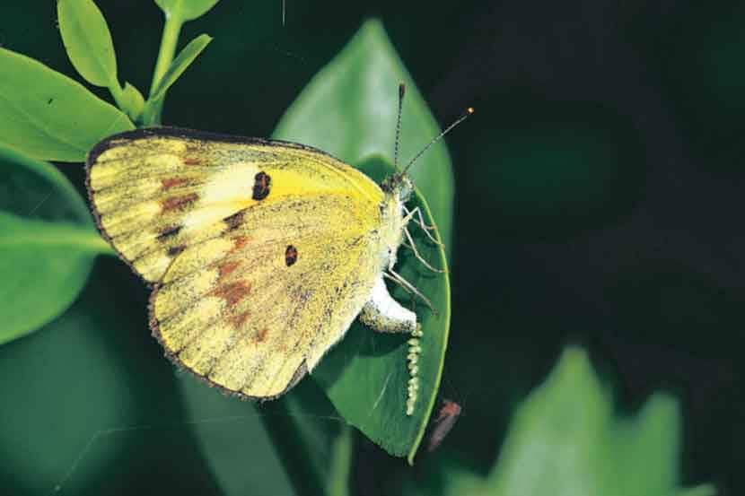 फुलपाखराचे प्रजनन