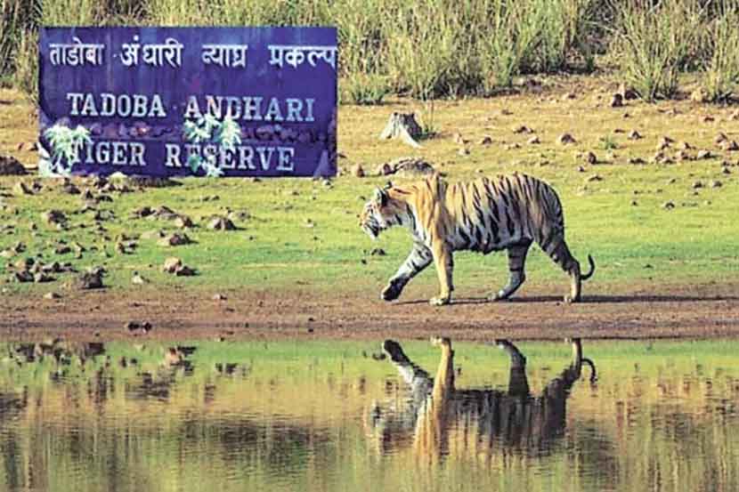 व्याघ्र प्रकल्पातील गावांच्या पुनर्वसनाची कासवगती!
