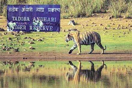 व्याघ्र प्रकल्पातील गावांच्या पुनर्वसनाची कासवगती!