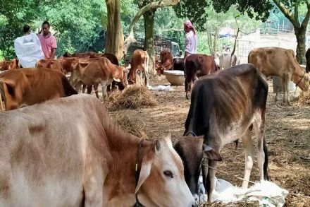 संग्रहित छायाचित्र