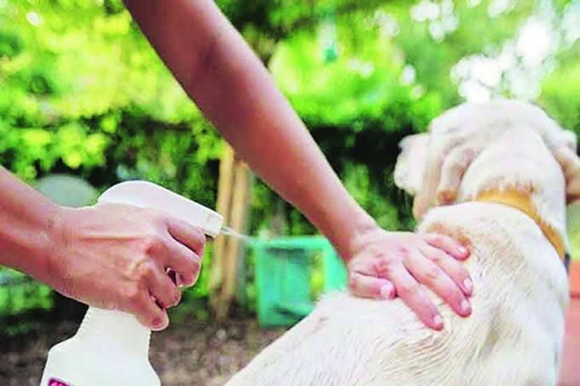 पेटटॉक : शोषकांचा बंदोबस्त