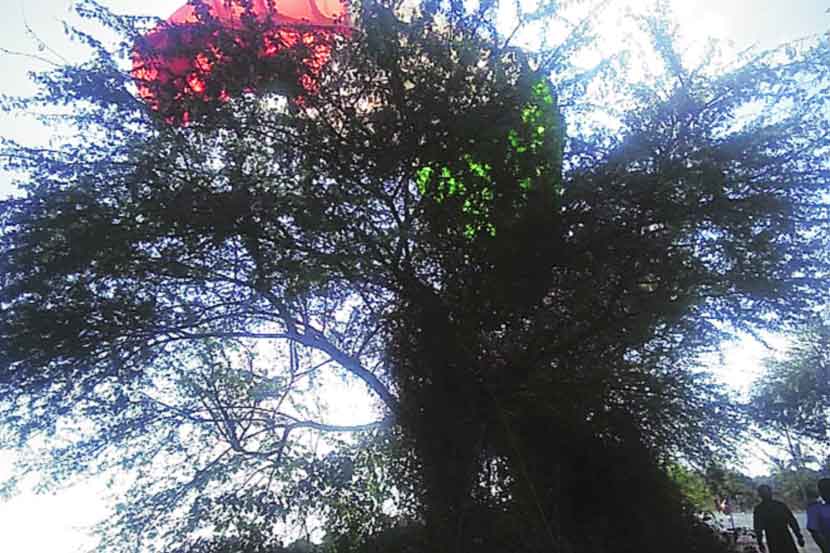 पॅराशूट भरकटल्याने झाडात अडकलेल्या अधिकाऱ्याची सुटका..
