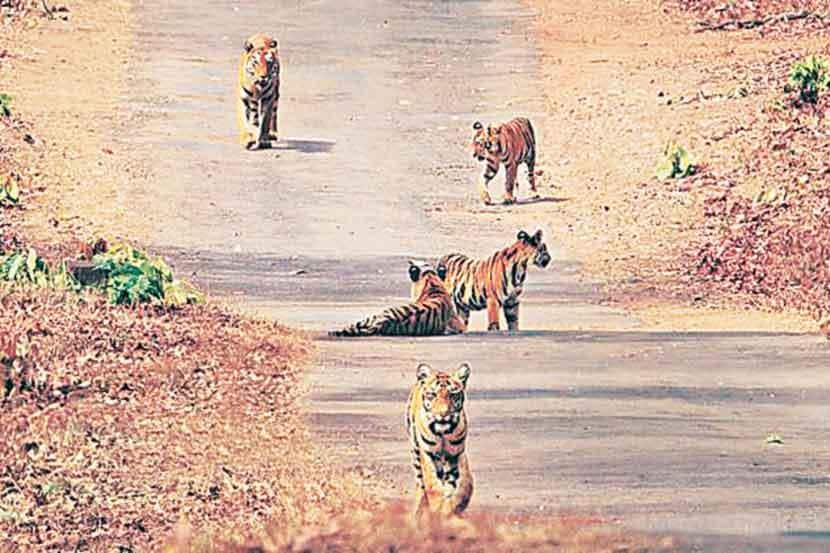  संग्रहित छायाचित्र