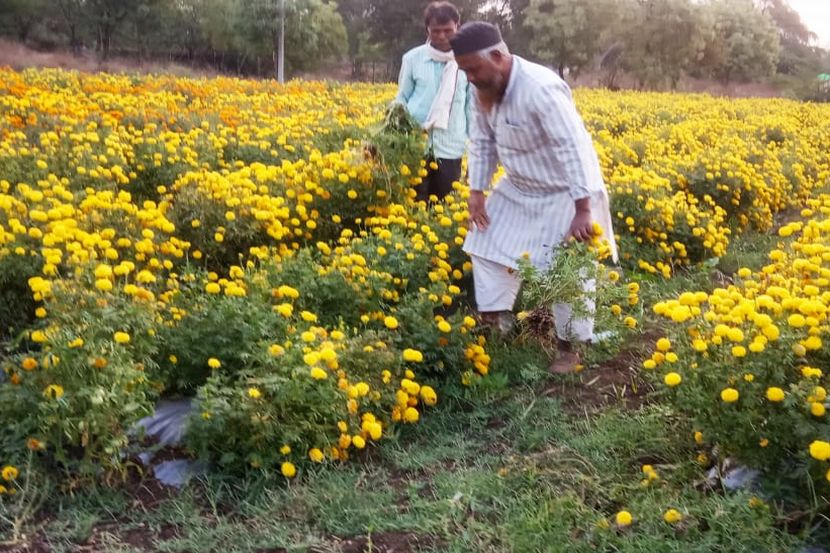 लॉकडाउनचा फटका, बीडमधील शेतकऱ्यानं तीन एकरातील झेंडू उपटून फेकला