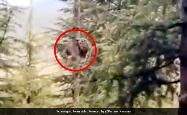Video: गावाजवळील पडक्या घरामध्ये चार बिबट्यांचा अधिवास असल्याची माहिती समोर आली अन्…