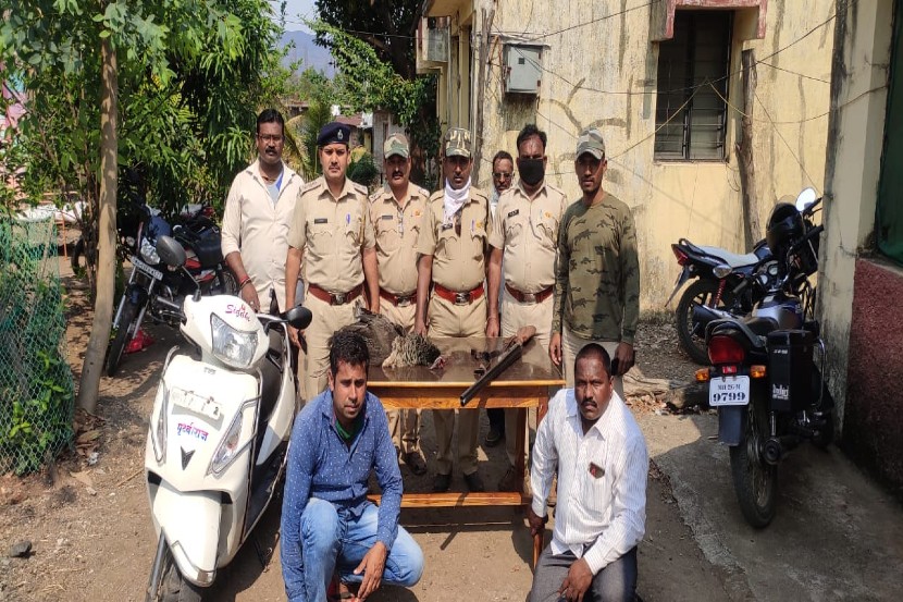 लांडोरीची शिकार केल्याप्रकरणी साताऱ्यातून दोघे अटकेत