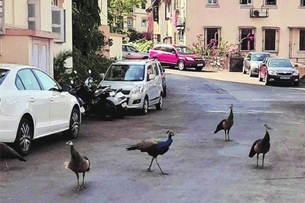  संग्रहित छायाचित्र