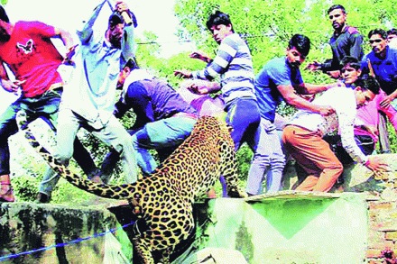  संग्रहित छायाचित्र