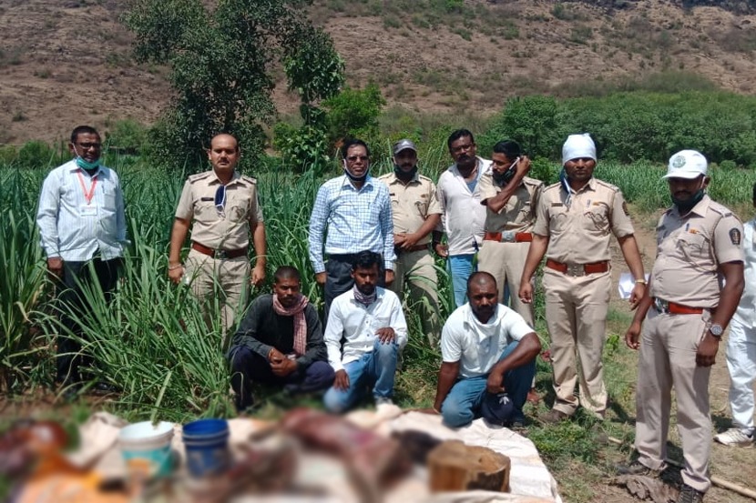 रानडुकराची शिकार केल्याप्रकरणी कराडमधल्या गावातून चौघांना अटक