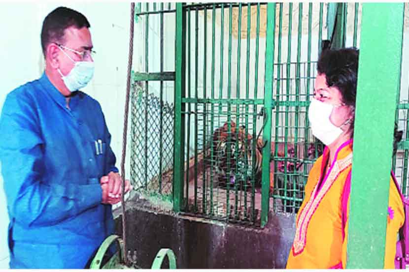 Coronavirus : दहा वाघांची ‘करोना’ची तपासणी Coronavirus : दहा वाघांची ‘करोना’ची तपासणी