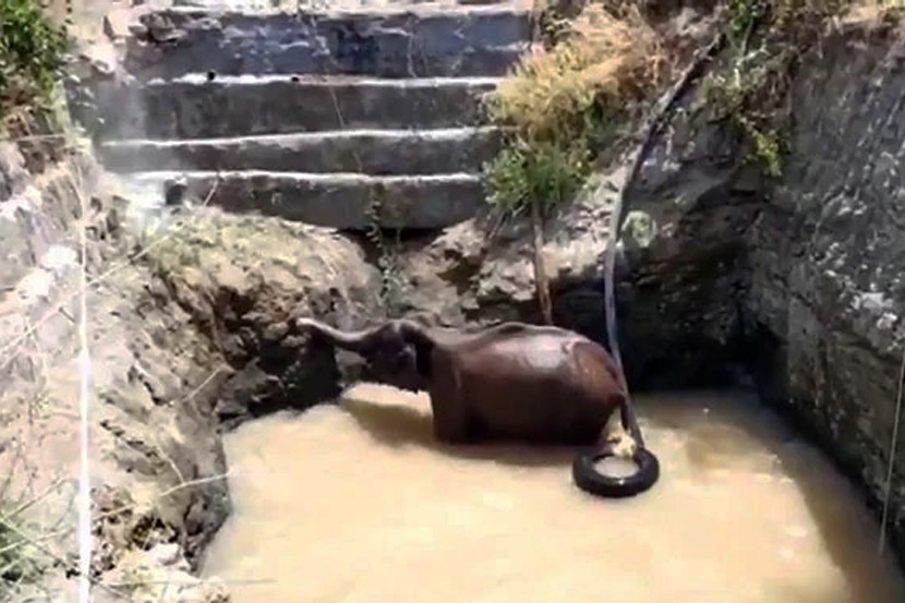 Viral Video : पाय घसरल्याने खोल विहिरीत पडला हत्ती, नंतर …