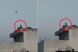 Viral Video: गच्चीवर माकड उडवत होते पतंग; नेटकरी म्हणतात, “उत्क्रांतीचा वेग वाढला”