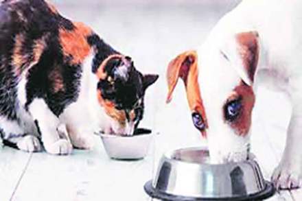 पशुखाद्य, औषधांच्या तुटवडय़ामुळे पाळीव प्राण्यांचे हाल