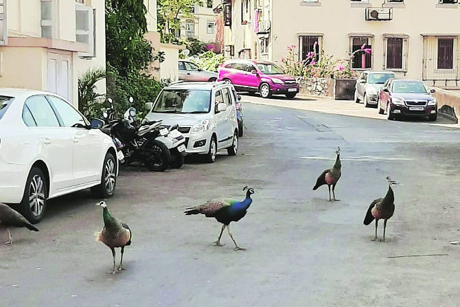  संग्रहित छायाचित्र