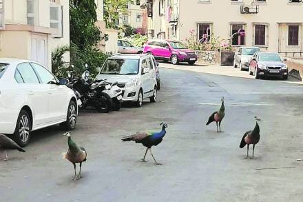  संग्रहित छायाचित्र