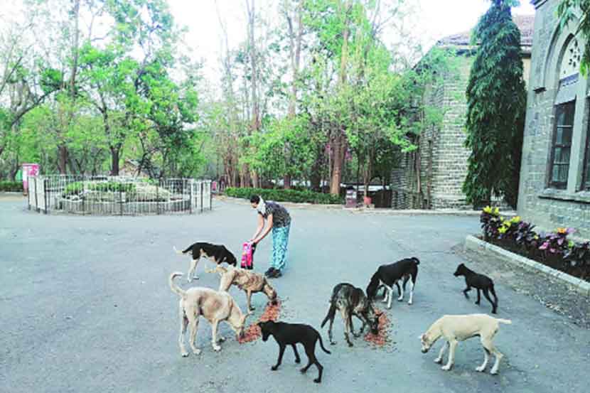 भटक्या कुत्र्यांच्या आहारासाठी प्राणीप्रेमी स्वयंसेवकांचा पुढाकार