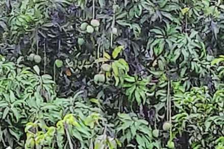 उत्तनचे आंबा बागायतदार संकटात उत्तनचे आंबा बागायतदार संकटात