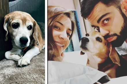 विरुष्काच्या कुत्र्याचा मृत्यू ; शेअर केली भावनिक पोस्ट विरुष्काच्या कुत्र्याचा मृत्यू ; शेअर केली भावनिक पोस्ट