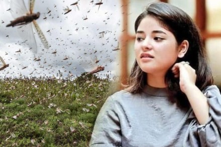 टोळधाडीवरुन झायरा वसीमवर ‘ट्रोलधाड’, ट्विटर अकाऊंटच केलं डिलीट