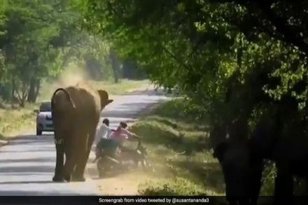 Viral Video : संतापलेल्या हत्तीसमोर दुचाकी आली अन् …