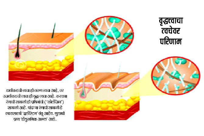 अतिनील किरणं, प्रदूषण, मानसिक ताण आणि अयोग्य आहार यामुळे आपल्या शरीरातील पेशींच्या आत ‘फ्री रॅडिकल्स’ बनतात. अतिनील किरणं, प्रदूषण, मानसिक ताण आणि अयोग्य आहार यामुळे आपल्या शरीरातील पेशींच्या आत ‘फ्री रॅडिकल्स’ बनतात.