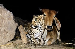 त्या गावात बिबट्या रोज रात्री गायीला भेटायला यायचा; फोटो पाहून तुम्हालाही वाटेल आश्चर्य