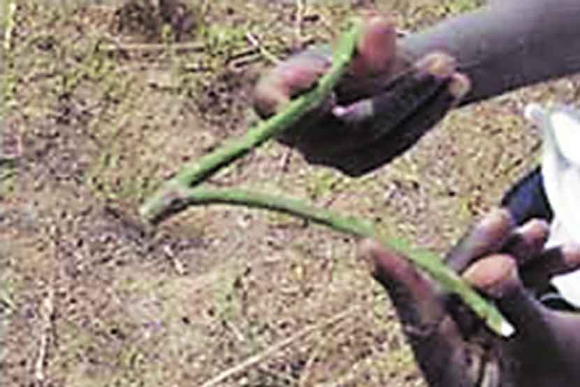 कुतूहल : भूजल शोध : कला आणि विज्ञान   