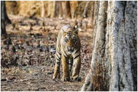 संग्रहित छायाचित्र