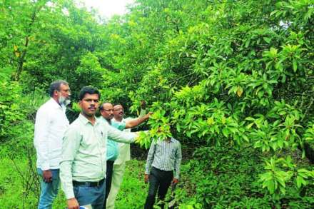 चिकू बागायतदारांना ७० कोटींचा फटका