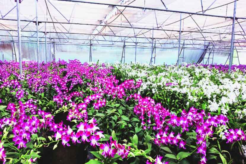 अर्नाळ्यातील ऑर्किड, आयरीस फुलांची लागवड संकटात