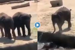 Viral Video : मित्राला पाण्यात ढकलण्यासाठी छोट्या हत्तीने काढली खोडी, मागून मारला धक्का आणि नंतर…