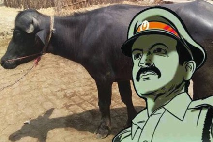 म्हशीची काळजी घ्यायची आहे, सहा दिवस सुट्टी द्या ! मध्य प्रदेश पोलीस कर्मचाऱ्याचा वरिष्ठांकडे अर्ज