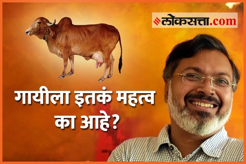 भारतीय संस्कृतीत गायीला इतकं महत्व का आहे? भारतीय संस्कृतीत गायीला इतकं महत्व का आहे?