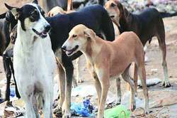 विक्रमी कामगिरी… लॅब्रेडॉरने एकाच वेळी दिला १४ पिल्लांना जन्म