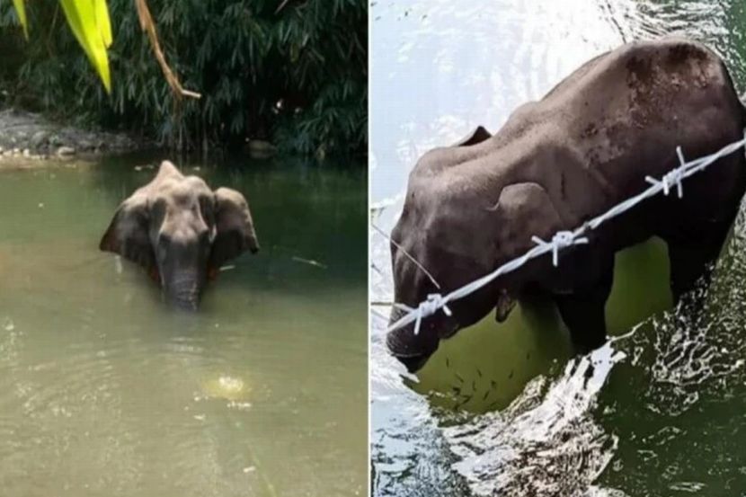 केरळमध्ये अजून एका हत्तीणीची त्याच क्रुरतेने हत्या झाल्याचा संशय