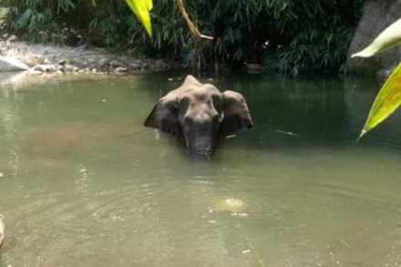 BLOG : तुम्ही हत्तीचा नाही, माणुसकीचा खून केलात !