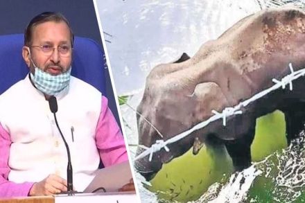 फटाके खायला देऊन हत्या करणं ही भारताची संस्कृती नाही, हत्तीणीच्या हत्येची केंद्राकडून गंभीर दखल