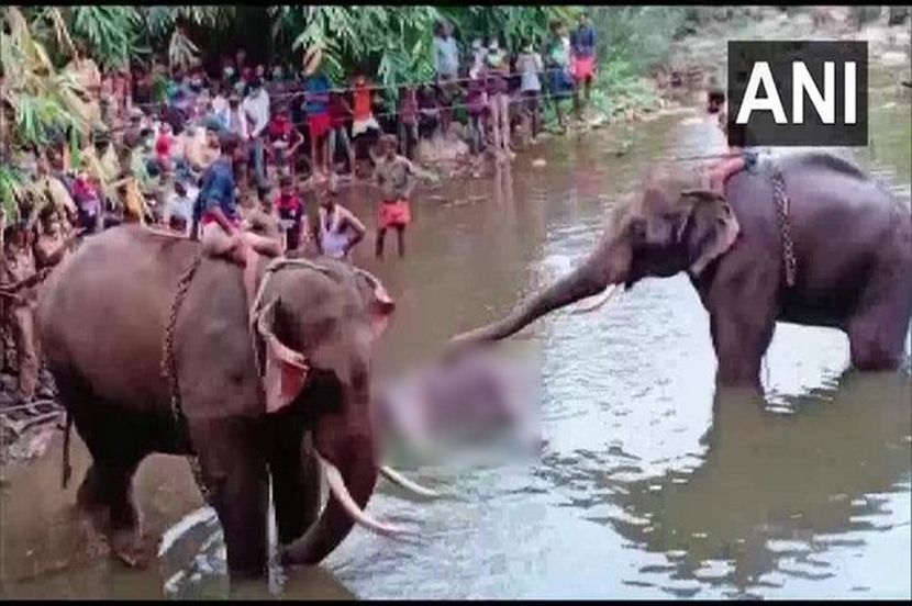 फटाके भरलेलं अननस खाल्ल्यामुळे हत्तीणीचा वेल्लियार नदीत मृत्यू झाला. 