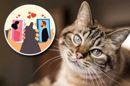 अरे बापरे! मांजर आवडणाऱ्या पुरुषांना महिला डेट करत नाहीत अरे बापरे! मांजर आवडणाऱ्या पुरुषांना महिला डेट करत नाहीत