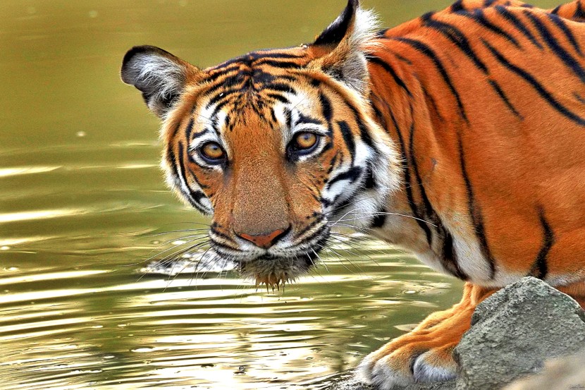 (फोटोग्राफर-दक्षा बापट) (फोटोग्राफर-दक्षा बापट)