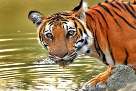 (फोटोग्राफर-दक्षा बापट) (फोटोग्राफर-दक्षा बापट)