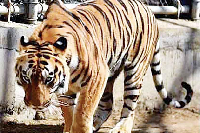 छायाचित्र प्रातिनिधीक आहे