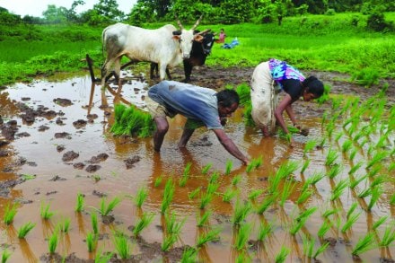 संग्रहित छायाचित्र