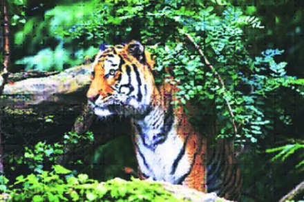 संग्रहित छायाचित्र