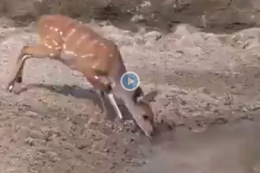 Viral Video: पाणी पिणाऱ्या हरिणावर मगरीने केला हल्ला अन् त्याच क्षणी… Viral Video: पाणी पिणाऱ्या हरिणावर मगरीने केला हल्ला अन् त्याच क्षणी…